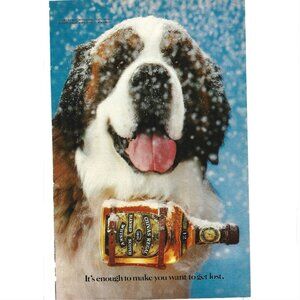 Chivas regal Scotch Whisky St Bernard Dog Rescue 1980s Vintage Print Ad